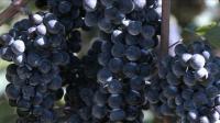 a-french-touch-for-virginia-vineyards