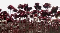 final-poppy-planted-at-tower-of-london-wwi-memorial