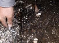 Remains of Ice Age Babies Found in Alaska
