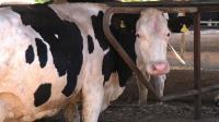 chilean-farmers-turn-dung-into-electricity