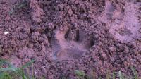 french-police-hunt-for-tiger-on-the-loose-near-paris