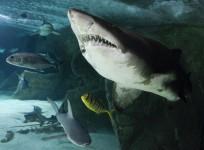 Human head leg found inside shark belly