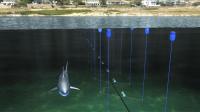 s-africa-trials-high-tech-solution-to-shark-attack-threat