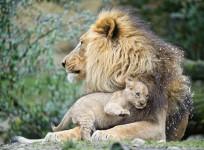 Infanticide Practiced by Most Mammals is a