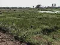 farmers-in-assam-benefit-from-utilizing-drip-irrigation-method