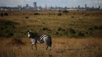 development-threatens-the-survival-of-nairobi-national-park