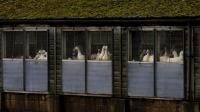 british-duck-farm-closed-off-after-bird-flu-outbreak