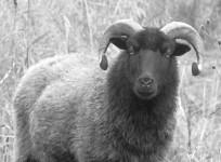 college student has sex with sheep