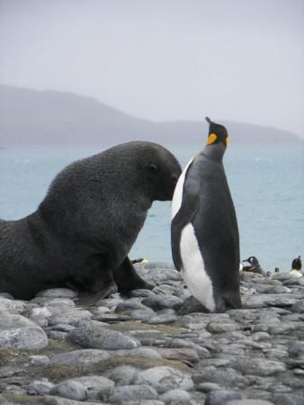 Seals are Sexually Harassing Penguins in Antarctica, Claims Study