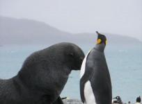 Seals are Sexually attacking penguins