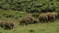 sms-alerts-cut-deaths-from-elephants-in-rural-india