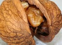 walnut