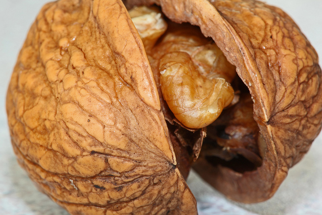 walnut