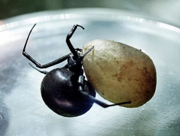 Black Widow