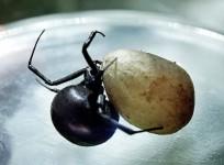 Black Widow