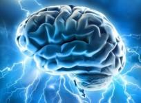 Brain