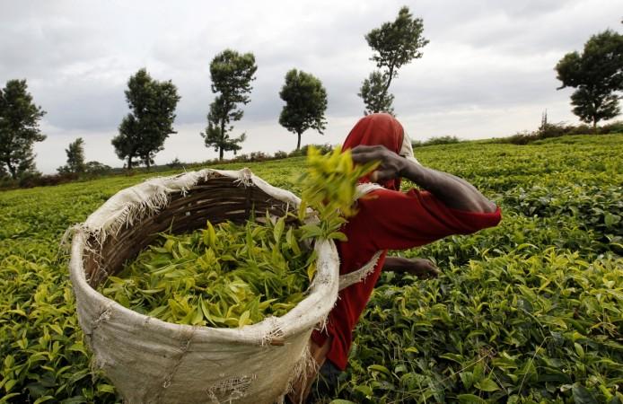 Tea garden
