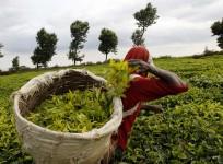 Tea garden