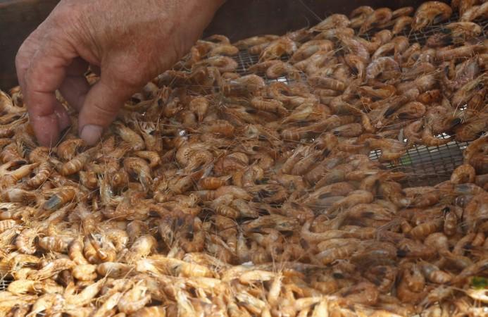 Tiny shrimps found in the deep water of Caribbean could lead scientists to understanding alien life shrimps piled on top of each other