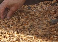 shrimps piled on top of each other