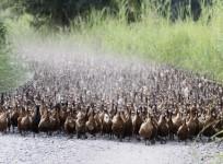duck farming