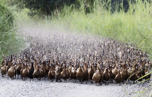 duck farming
