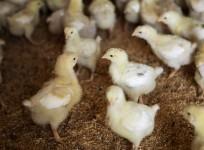 Chicken domestication in China