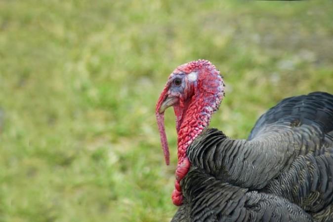 As Thanksgiving Day 2014 nears, here are 6 fun facts about Turkeys one must know before we dine on their meat. As Thanksgiving Day 2014 nears, here are 6 fun facts about Turkeys one must know before we dine on their meat.