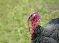 As Thanksgiving Day 2014 nears, here are 6 fun facts about Turkeys one must know before we dine on their meat.