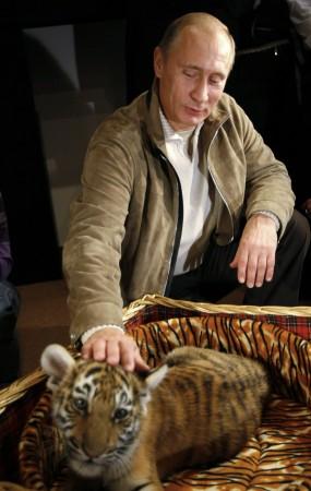 Russian Prime Minister Vladimir Putin strokes a tiger cub a his Novo Ogaryovo residence outside Moscow. Russian Prime Minister Vladimir Putin strokes a Siberian tiger cub a his Novo Ogaryovo residence outside Moscow.