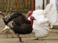 Turkey