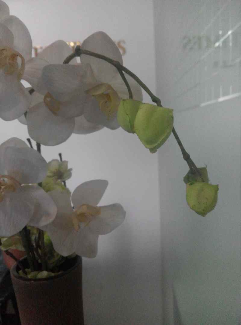 Xiaomi Redmi Note Camera-5