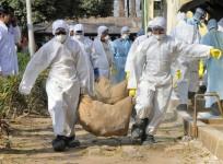 Bird flu