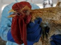 bird flu