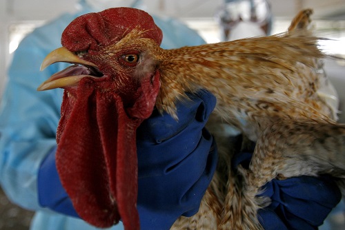 bird flu
