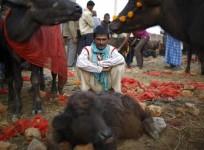 A herder sits inside an enclosure for buffalos awaiting sacrifice on the eve of the sacrificial ceremony for the