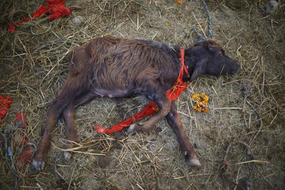 A sick buffalo calf lies in an enclosure for buffalos awaiting sacrifice on the eve of the sacrificial ceremony for the 