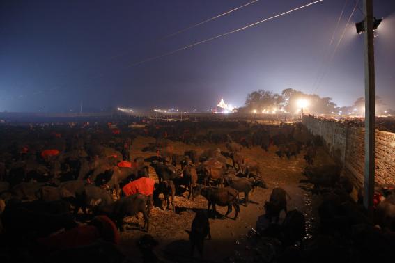 Buffaloes are gathered in an enclosure for buffalos awaiting sacrifice on the eve of the sacrificial ceremony for the 