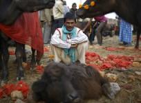 Gadhimai Hindu Festival