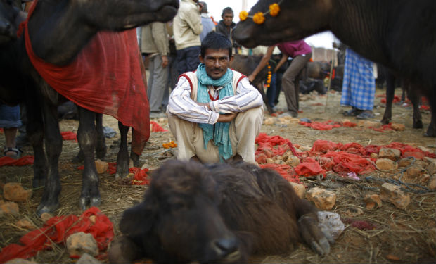 Gadhimai Hindu Festival