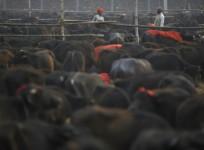 Gadhimai Hindu Festival