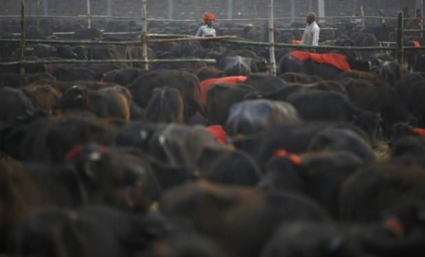 India is home to 58% of world buffalo population India set to export buffalo meat to Russia