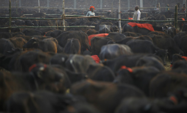 Gadhimai Hindu Festival