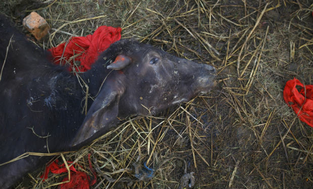 Gadhimai Hindu Festival