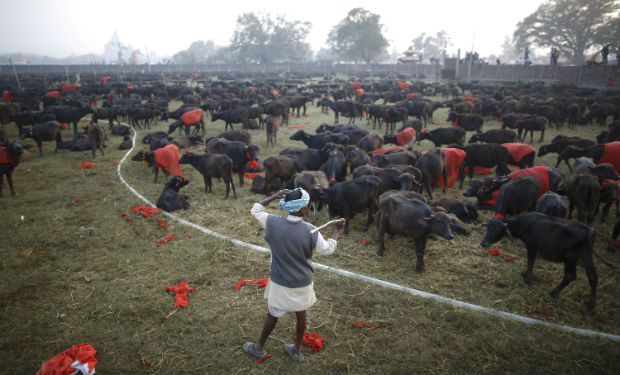 Gadhimai Hindu Festival