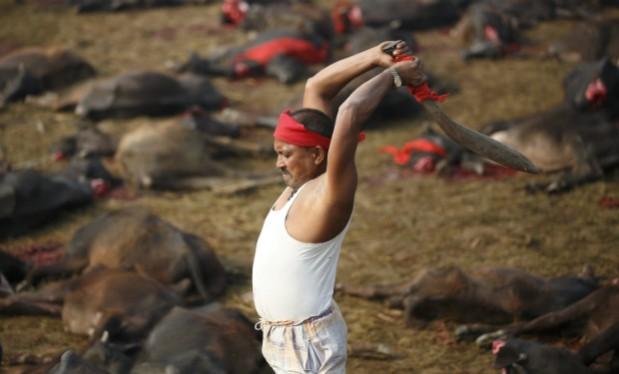 A butcher swings his blade to sacrifice a buffalo (not pictured) inside an enclosed compound during the sacrificial ceremony. Gadhimai Hindu Festival