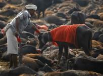 Gadhimai Hindu Festival