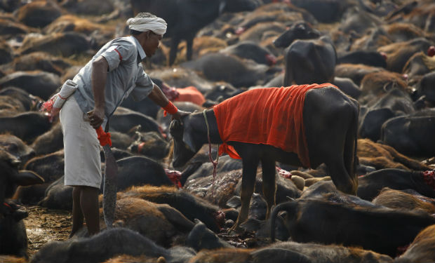 Gadhimai Hindu Festival