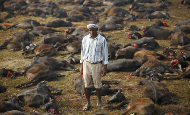 Gadhimai Hindu Festival