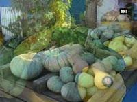 bitter-compounds-in-cucumber-may-help-treat-cancer-diabetes